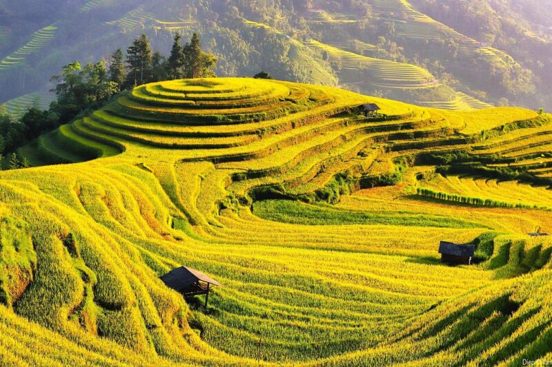 Sa Pa mùa lúa chín vàng óng rực rỡ dịp Quốc khánh 2/9