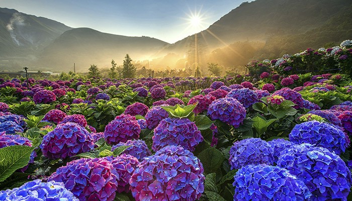 Da Lat – The City of Flowers That Captivates Travelers
