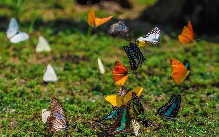 CUC PHUONG BUTTERFLY SEASON ARRIVES EARLY, ATTRACTING VISITORS TO NINH BINH